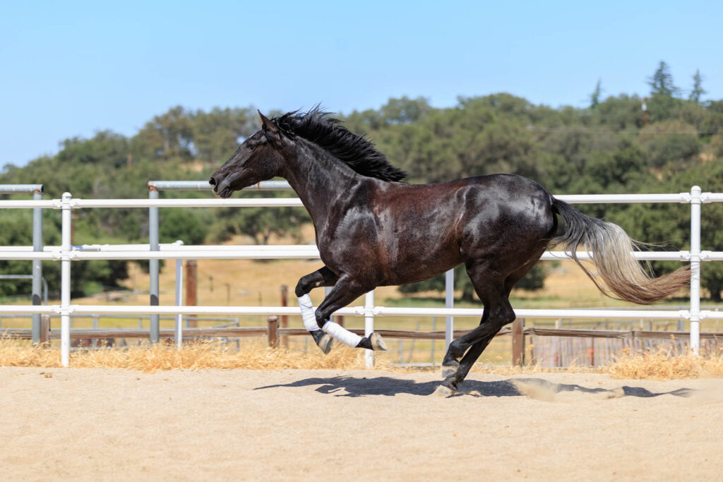 Serena PRE Horse for Sale in San Diego, California