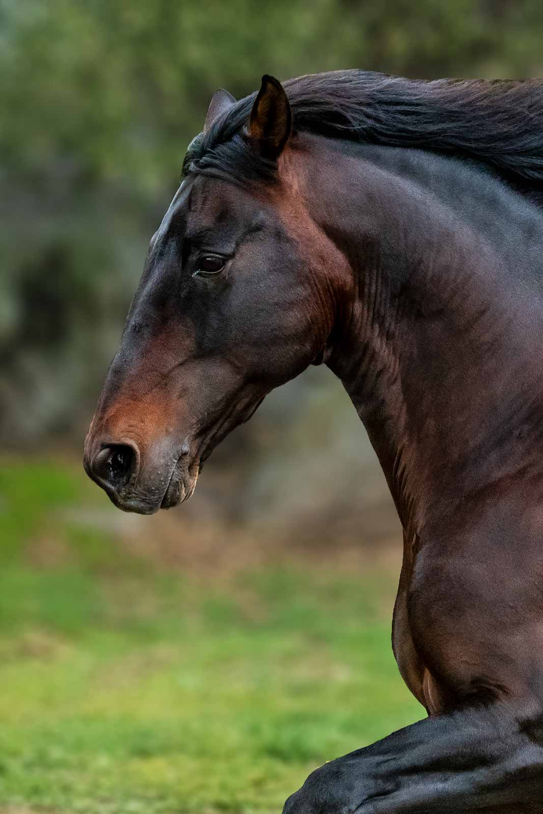 Canero XVII 2002 PRE Stallion, Canta Rana Ranch, California