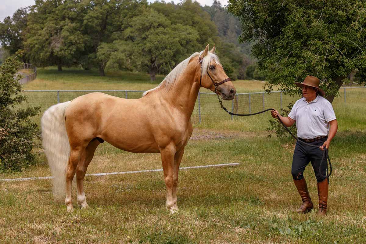 Palomino VII PRE Stallion, Canta Rana Ranch, California